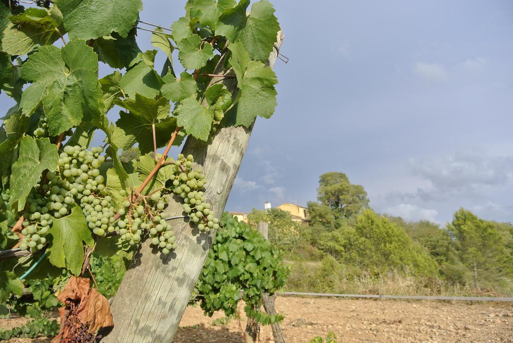 Maset Del Garraf Vendégház Olesa de Bonesvalls Kültér fotó